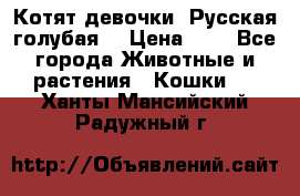 Котят девочки “Русская голубая“ › Цена ­ 0 - Все города Животные и растения » Кошки   . Ханты-Мансийский,Радужный г.